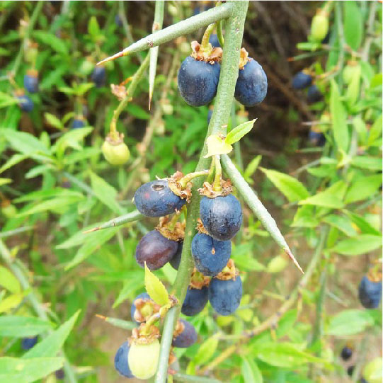 そこに生きる「プリンセピア」